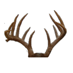 12 point deer taken this season