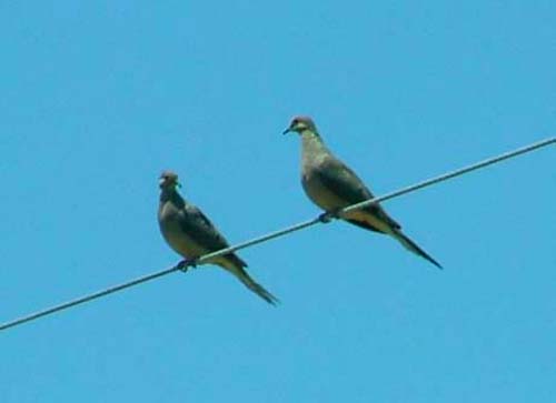 2 Mourning Doves waiting to fly into the lake.