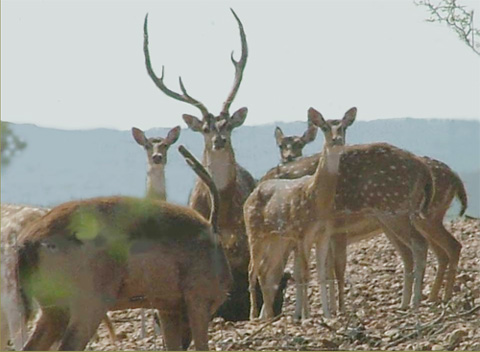 Herd of Axis Deer