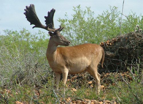 Fallow Deer